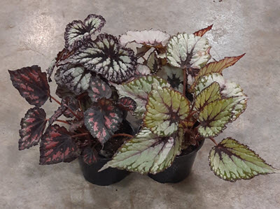 5" Begonia Rex Assortment